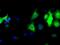 Leukotriene A4 Hydrolase antibody, MA5-24982, Invitrogen Antibodies, Immunocytochemistry image 