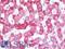 Sex Hormone Binding Globulin antibody, LS-B9938, Lifespan Biosciences, Immunohistochemistry paraffin image 