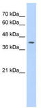 IRF1 antibody, TA335846, Origene, Western Blot image 