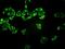 Proteasome subunit alpha type-7 antibody, H00005688-M01, Novus Biologicals, Immunofluorescence image 