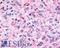 Melatonin Receptor 1B antibody, LS-A934, Lifespan Biosciences, Immunohistochemistry frozen image 