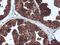 Destrin antibody, TA502625, Origene, Immunohistochemistry frozen image 