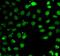 SUB1 Regulator Of Transcription antibody, FNab08367, FineTest, Immunofluorescence image 