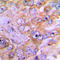 Caspase 3 antibody, LS-C351924, Lifespan Biosciences, Immunohistochemistry paraffin image 