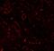 TNF Superfamily Member 4 antibody, A02554-2, Boster Biological Technology, Immunofluorescence image 