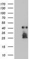 SSX Family Member 5 antibody, LS-C337615, Lifespan Biosciences, Western Blot image 