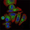 Erythropoietin antibody, M00484, Boster Biological Technology, Immunofluorescence image 