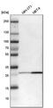 Bisphosphoglycerate Mutase antibody, PA5-53434, Invitrogen Antibodies, Western Blot image 