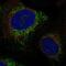 Syntaxin 11 antibody, NBP2-56312, Novus Biologicals, Immunofluorescence image 