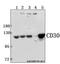 TNF Receptor Superfamily Member 8 antibody, GTX66610, GeneTex, Western Blot image 