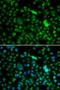 NOP2/Sun RNA Methyltransferase 6 antibody, LS-C346283, Lifespan Biosciences, Immunofluorescence image 
