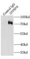 GTP Binding Protein 4 antibody, FNab03722, FineTest, Immunoprecipitation image 