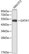 GF-1 antibody, 13-181, ProSci, Western Blot image 