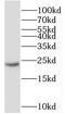 Methyltransferase Like 26 antibody, FNab01032, FineTest, Western Blot image 