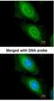 Malonyl-CoA decarboxylase, mitochondrial antibody, NBP1-32797, Novus Biologicals, Immunofluorescence image 