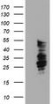 SERPINB2 antibody, TA503928, Origene, Western Blot image 