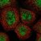 Solute Carrier Family 7 Member 4 antibody, NBP1-86613, Novus Biologicals, Immunofluorescence image 