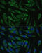 Pitrilysin Metallopeptidase 1 antibody, 23-535, ProSci, Immunofluorescence image 