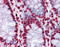 Homeodomain-interacting protein kinase 1 antibody, 51-605, ProSci, Immunohistochemistry frozen image 