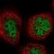 POM121 Transmembrane Nucleoporin Like 2 antibody, NBP1-93443, Novus Biologicals, Immunofluorescence image 