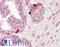 Polycomb Group Ring Finger 5 antibody, LS-B9734, Lifespan Biosciences, Immunohistochemistry paraffin image 