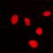 Lamin A/C antibody, orb214197, Biorbyt, Immunofluorescence image 