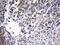Ald antibody, MA5-26583, Invitrogen Antibodies, Immunohistochemistry paraffin image 