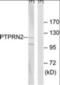 Protein Tyrosine Phosphatase Receptor Type N2 antibody, orb313920, Biorbyt, Western Blot image 