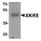 XK Related 8 antibody, TA349099, Origene, Western Blot image 