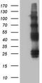 Protein C Receptor antibody, CF805563, Origene, Western Blot image 