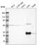 Mannose Binding Lectin 2 antibody, HPA002027, Atlas Antibodies, Western Blot image 