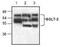Solute Carrier Family 5 Member 2 antibody, NBP1-45853, Novus Biologicals, Western Blot image 