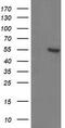 Integrin Alpha FG-GAP Repeat Containing 2 antibody, CF503046, Origene, Western Blot image 