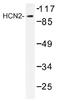 Potassium/sodium hyperpolarization-activated cyclic nucleotide-gated channel 2 antibody, AP01496PU-N, Origene, Western Blot image 