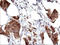 ER Membrane Protein Complex Subunit 8 antibody, LS-C338371, Lifespan Biosciences, Immunohistochemistry frozen image 
