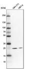 Mitochondrial Ribosomal Protein S34 antibody, NBP1-82729, Novus Biologicals, Western Blot image 