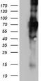 Gp110 antibody, CF802956, Origene, Western Blot image 