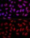 Splicing Factor 3a Subunit 3 antibody, GTX64988, GeneTex, Immunofluorescence image 
