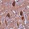 Cell Death Inducing P53 Target 1 antibody, orb75154, Biorbyt, Immunohistochemistry paraffin image 