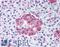 Protein Wnt-10a antibody, LS-A9075, Lifespan Biosciences, Immunohistochemistry frozen image 