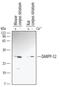 Protein phosphatase 1 regulatory subunit 1B antibody, AF2847, R&D Systems, Western Blot image 