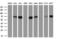 STE20/SPS1-related proline-alanine-rich protein kinase antibody, M02516-1, Boster Biological Technology, Western Blot image 