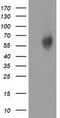 Exonuclease 3'-5' Domain Containing 1 antibody, LS-C785363, Lifespan Biosciences, Western Blot image 