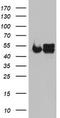 NADH dehydrogenase [ubiquinone] iron-sulfur protein 2, mitochondrial antibody, TA802325BM, Origene, Western Blot image 