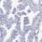 Spermatogenesis Associated 7 antibody, PA5-58241, Invitrogen Antibodies, Immunohistochemistry frozen image 