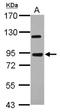 Apoptosis Resistant E3 Ubiquitin Protein Ligase 1 antibody, NBP2-17045, Novus Biologicals, Western Blot image 