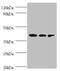 Integrin-linked kinase-associated serine/threonine phosphatase 2C antibody, orb241663, Biorbyt, Western Blot image 