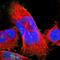 Moesin antibody, NBP1-90372, Novus Biologicals, Immunofluorescence image 