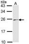 Endothelin-3 antibody, NBP1-33578, Novus Biologicals, Western Blot image 