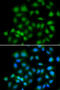 MAX Interactor 1, Dimerization Protein antibody, abx005107, Abbexa, Western Blot image 